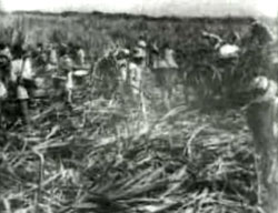 Cutting Cane Sugar