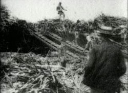 Cutting Cane Sugar