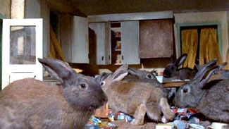 Night of the Lepus