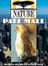 Pale Male