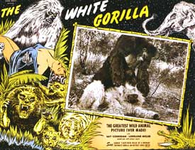 The White Gorilla
