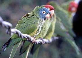 The Wild Parrots